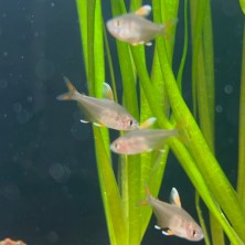 Pez Tetra Bentosi - agua templada