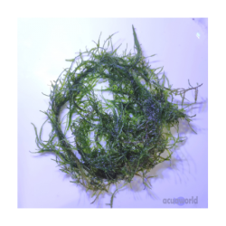Musgo de Java planta natural - Acuario Acuaworld