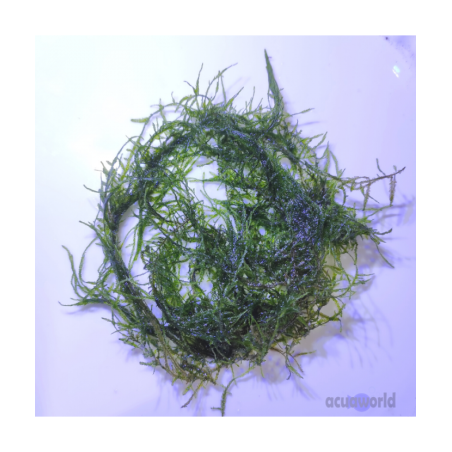 Musgo de Java planta natural - Acuario Acuaworld Musgo de Java planta natural - Acuario Acuaworld