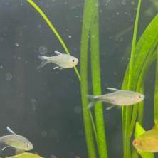 Pez Tetra negodagua - agua templada
