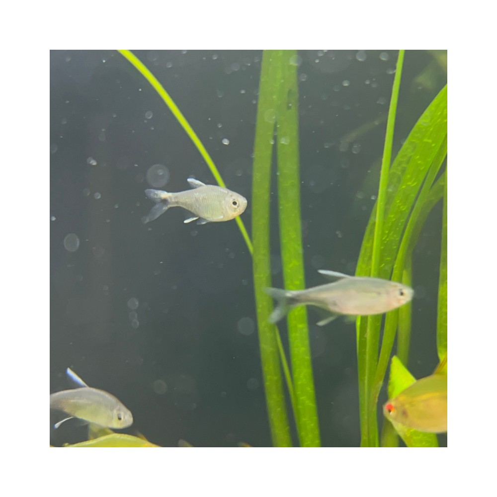 Pez Tetra Negodagua - Acuario Acuaworld
