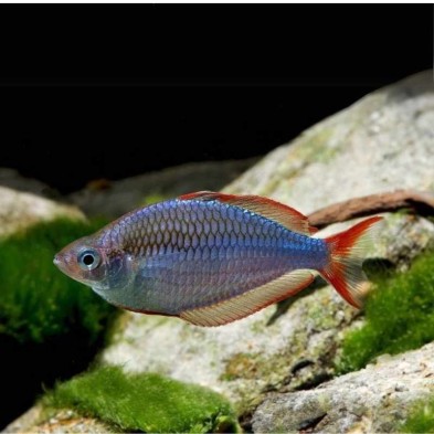 Melanotaenia Precox - Acuario Acuaworld Melanotaenia Precox - Acuario Acuaworld