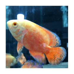 Pez Oscar Rubí Albino - Astronotus Ocellatus