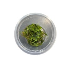 Planta natural acuario plantado - Musgo weeping