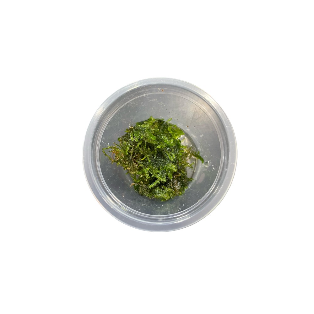 Planta natural acuario plantado - Musgo weeping