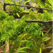 Planta natural acuario plantado - Musgo weeping