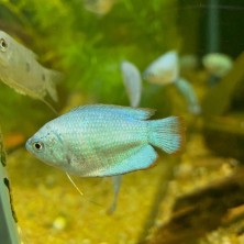 Colisa Azul Cobalto - Trichogaster lalius