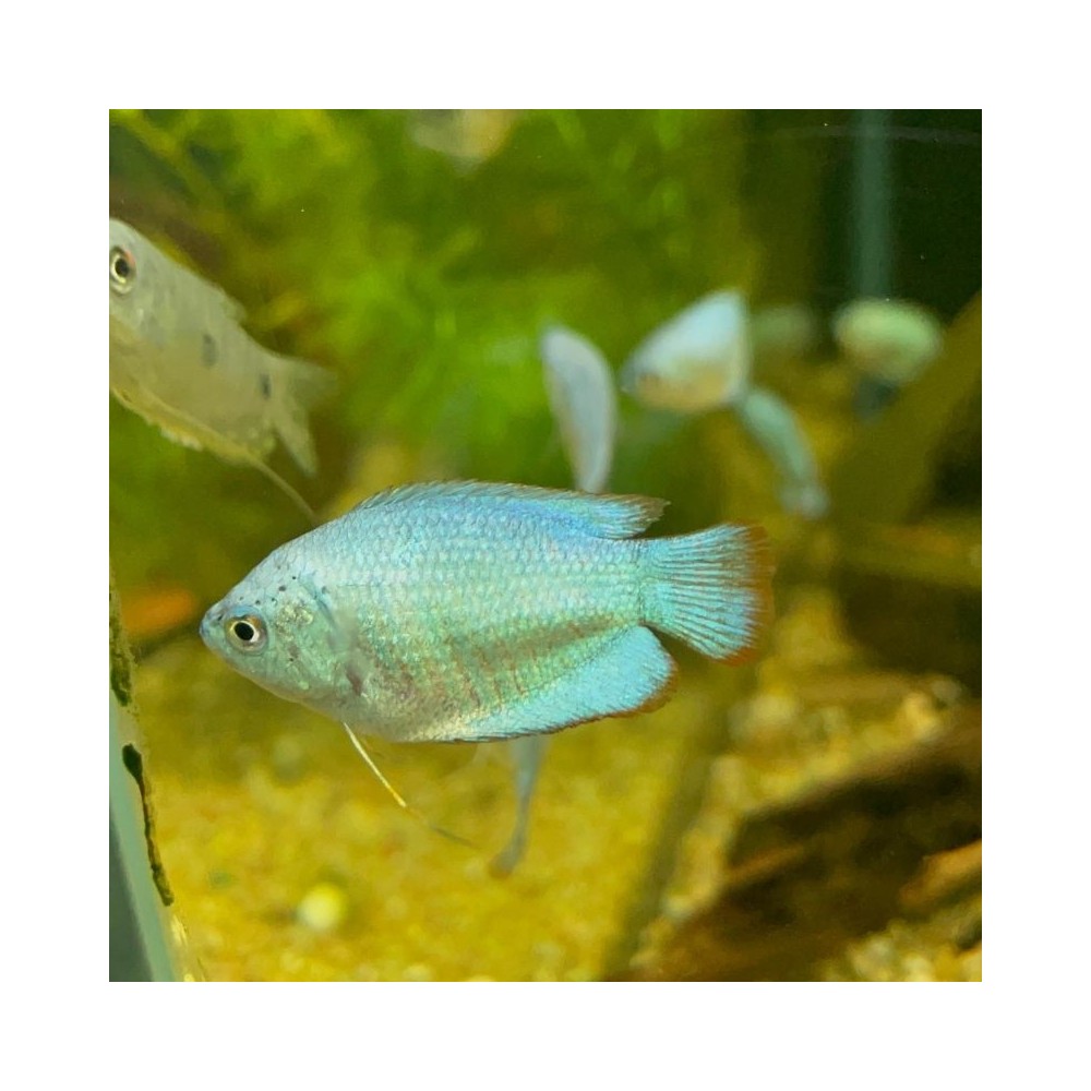 Gurami enano o colisa azul cobalto