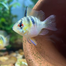 Pez Ramirezi Balón koi - Papiliochromis Ramirezi balón