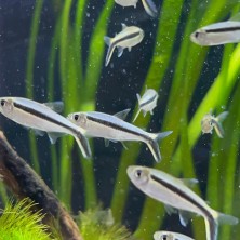 Pez Tetra pingüino - Acuario Acuaworld