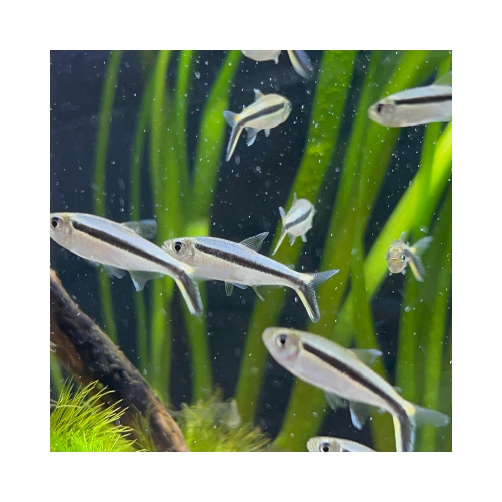 Pez Tetra pingüino - Acuario Acuaworld