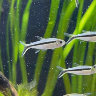 Pez Tetra pingüino - Acuario Acuaworld