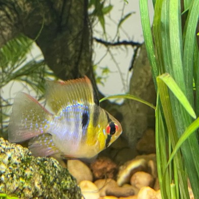 Ramirezi Balón koi ciclido enano - Acuario Acuaworld