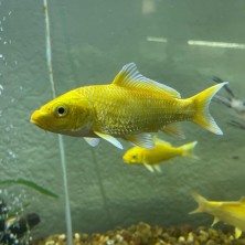 Pez Carpa Ogon para estanque - Acuario Acuaworld