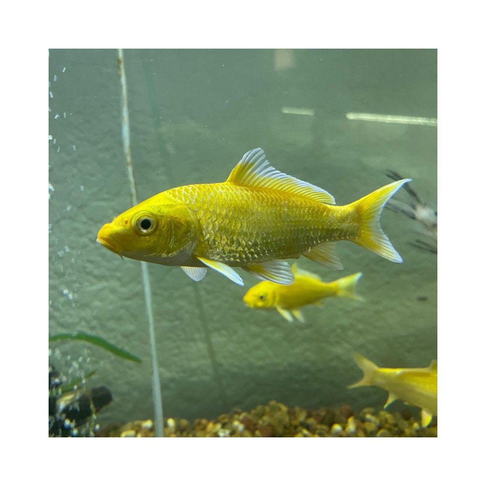 Pez Carpa Ogon para estanque - Acuario Acuaworld