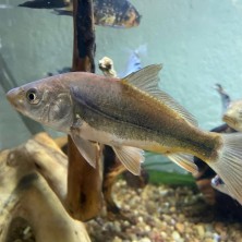 Pez Carpa Karasuogoi para estanque - Acuario Acuaworld