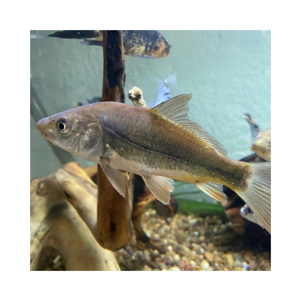 Pez Carpa Karasuogoi para estanque - Acuario Acuaworld