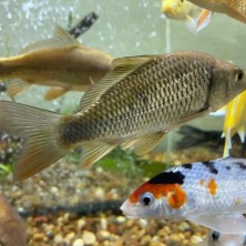 Pez Carpa Karasuogoi para estanque - Acuario Acuaworld