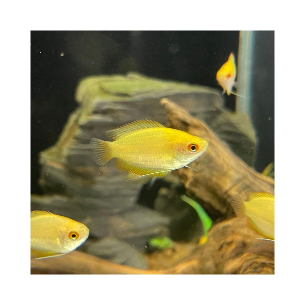 Pez Colisa Miel - Acuario Acuaworld