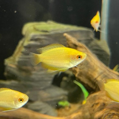 Pez Colisa Miel - Acuario Acuaworld