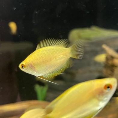 Pez Colisa Miel - Acuario Acuaworld