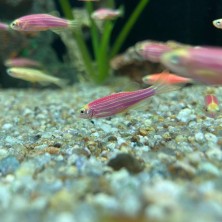 Banderita Uva - Acuario Acuaworld