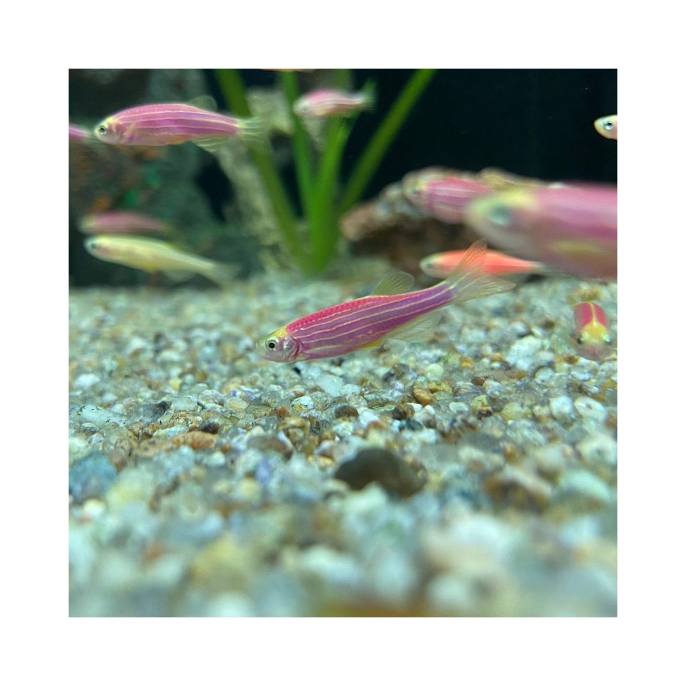 Banderita Uva - Acuario Acuaworld