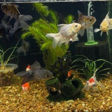 Pez carassius variado grande - Acuario Acuaworld