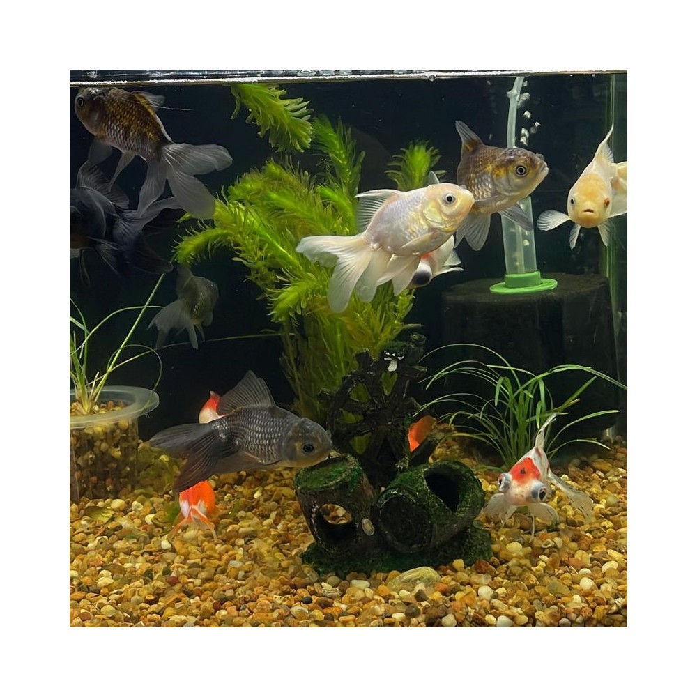 Pez carassius variado grande - Acuario Acuaworld