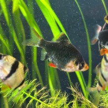 Pez Barbus Verde  - Acuario Acuaworld