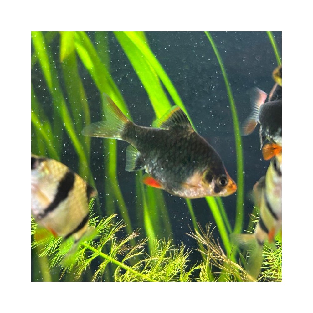 Pez Barbus Verde  - Acuario Acuaworld