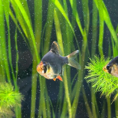 Pez Barbus Verde  - Acuario Acuaworld
