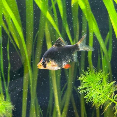 Pez Barbus Verde  - Acuario Acuaworld