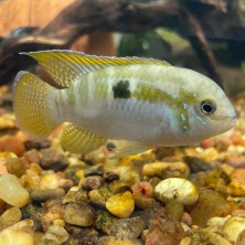 Pez Ciclido laetacara curviceps - Acuaworld