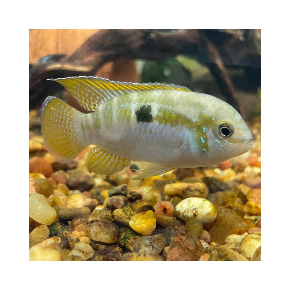 Pez Ciclido laetacara curviceps - Acuaworld