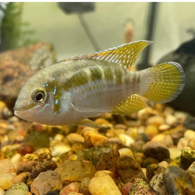 Pez Ciclido laetacara curviceps - Acuaworld