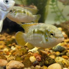 Pez Ciclido laetacara curviceps - Acuaworld