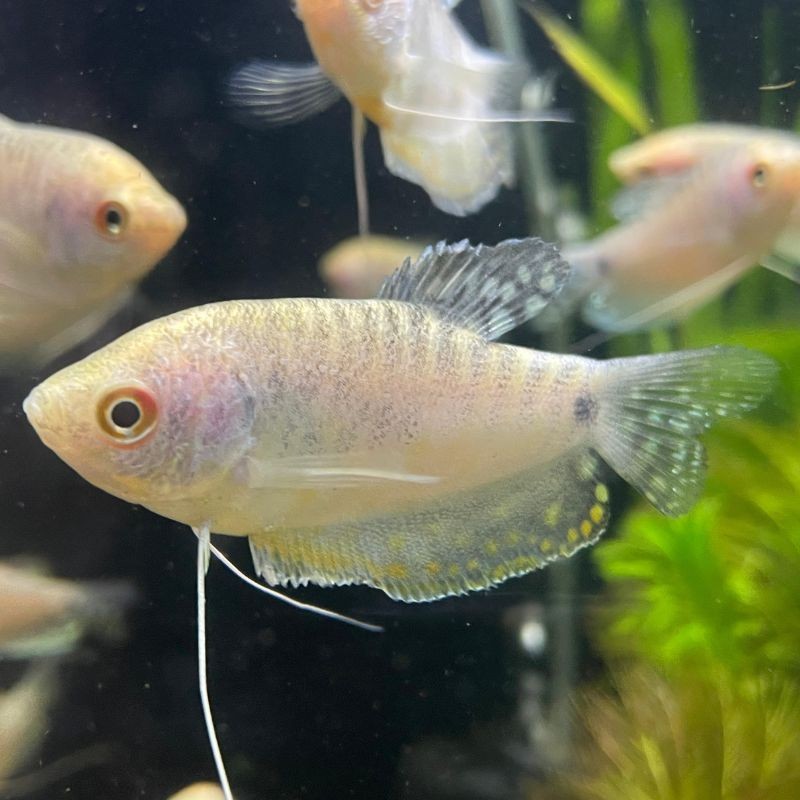 Pez Tricho Gurami Azul - Acuario Acuaworld