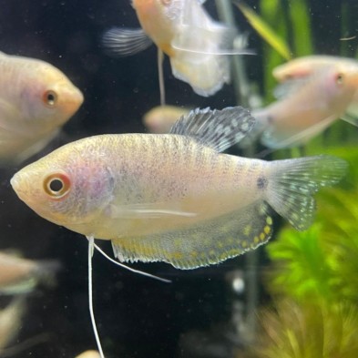Pez Tricho Gurami Azul - Acuario Acuaworld