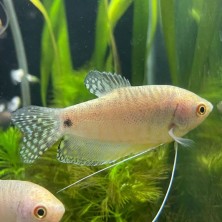 Pez Tricho Gurami Azul - Acuario Acuaworld