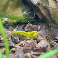Camaron Gamba Neocaridina Naranja - Acuario Acuaworld