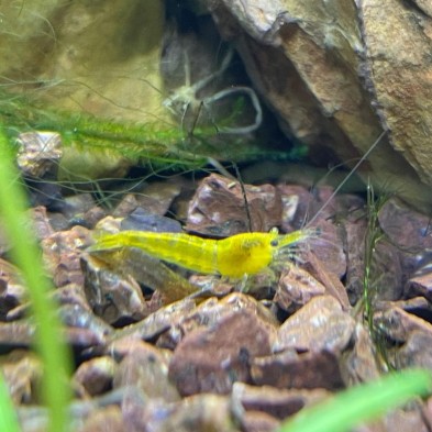 Camaron Gamba Neocaridina Naranja - Acuario Acuaworld Camaron Gamba Neocaridina Naranja - Acuario Acuaworld