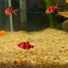 Pez Barbus Red - Acuario Acuaworld