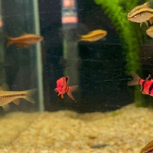 Pez Barbus Red - Acuario Acuaworld