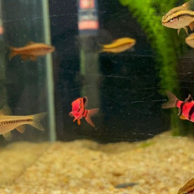 Pez Barbus Red - Acuario Acuaworld
