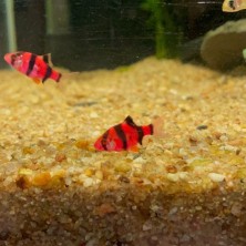 Pez Barbus Red - Acuario Acuaworld