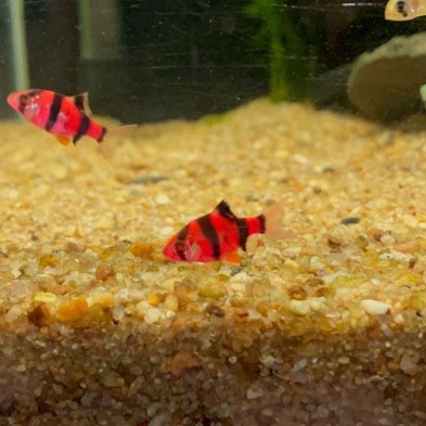 Pez Barbus Red - Acuario Acuaworld