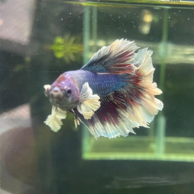 Betta MACHO dumbo - Acuario Acuaworld