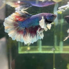 Betta MACHO dumbo - Acuario Acuaworld