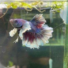 Betta MACHO dumbo - Acuario Acuaworld